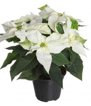 princettia-Pure-White